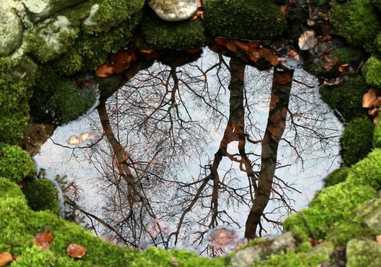 Bäume spiegeln im Brunnen 768x539