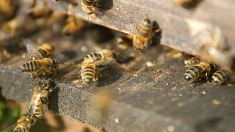 Benediktinerabtei Plankstetten imkerei 768x432
