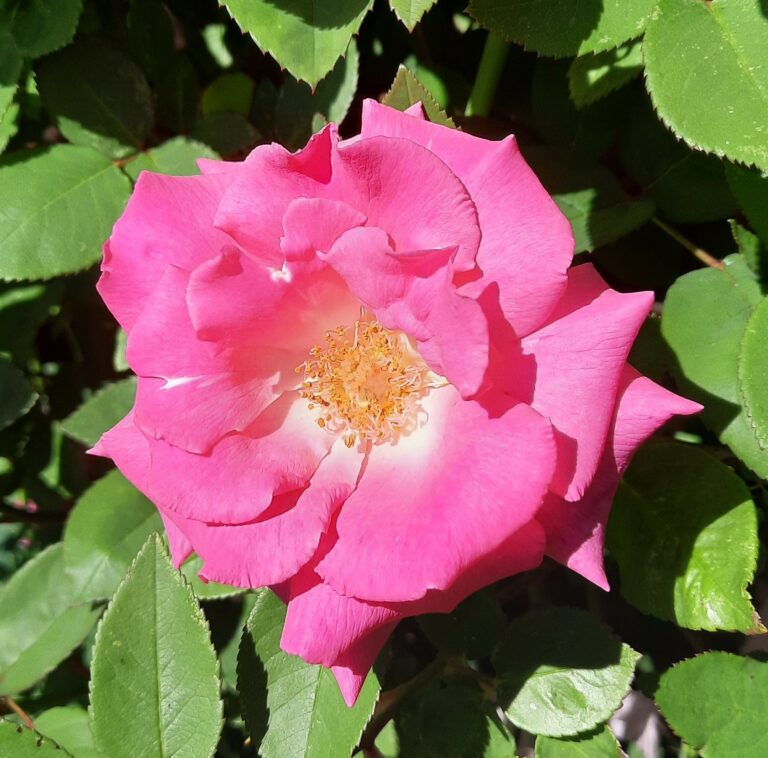 24 53 Tag der Rose Verdura Titelbild 768x758