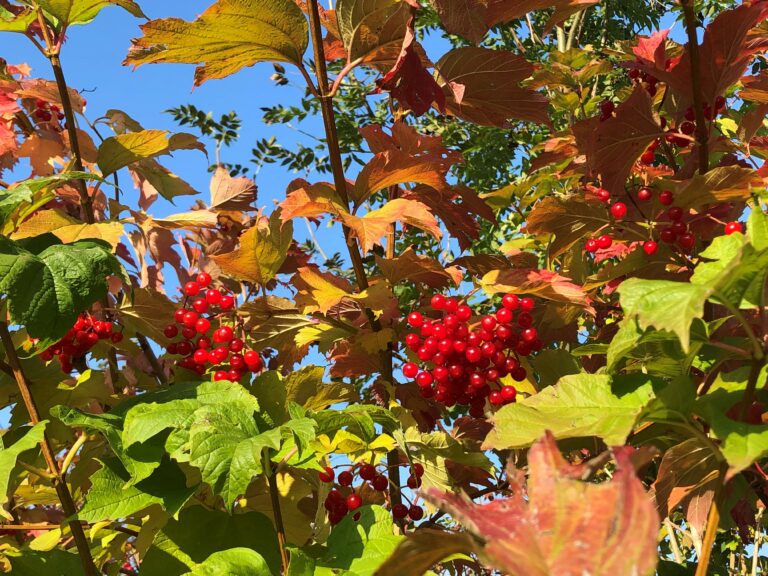 24 74 Herbstfuelle Verdura Ernestine Titelbild 768x576