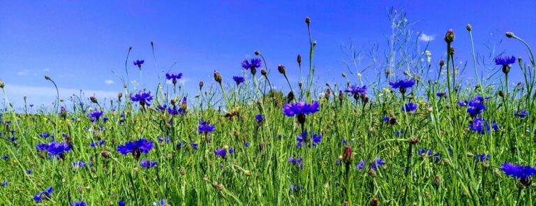 Seelenwellness 1 768x295