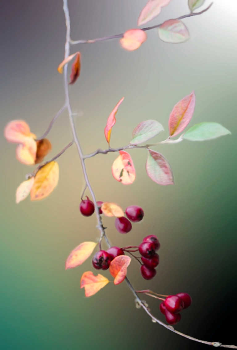 25 62 Herbstfuelle Ernestine Verdura Titelbild 768x1136