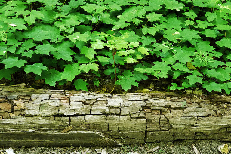 Alter Stamm und frisches Grün