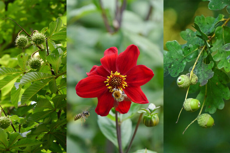Aus Blüten werden Früchte, Helfer sind die Bienen. (Collage)
