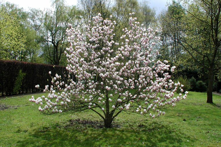 Im Park des Canisiushauses