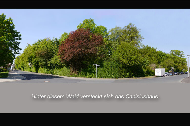 Wald total neu mit Farbstreifen 1 768x512