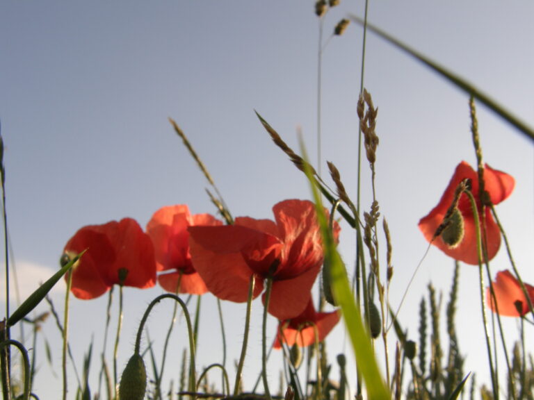 2015 06 Ailringen 223 768x576