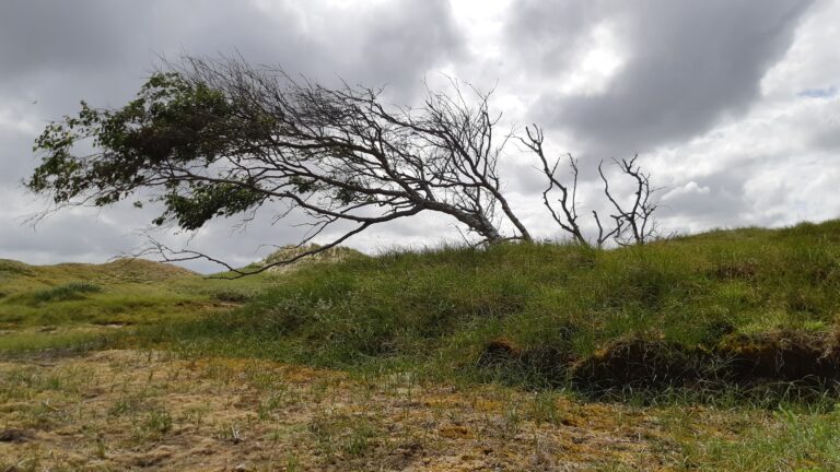 20200729 154522 768x432