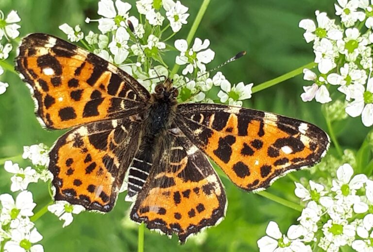 IMG 20190822 WA0106 768x518