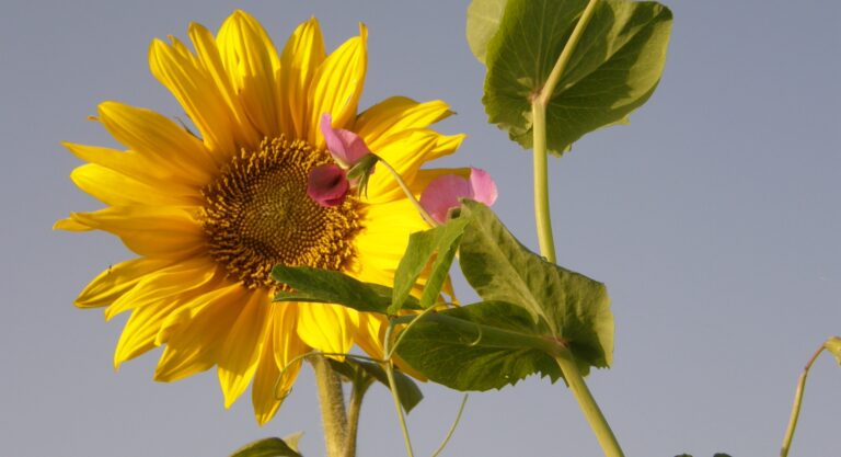 Verschiedenes Okt 2012 051 768x417