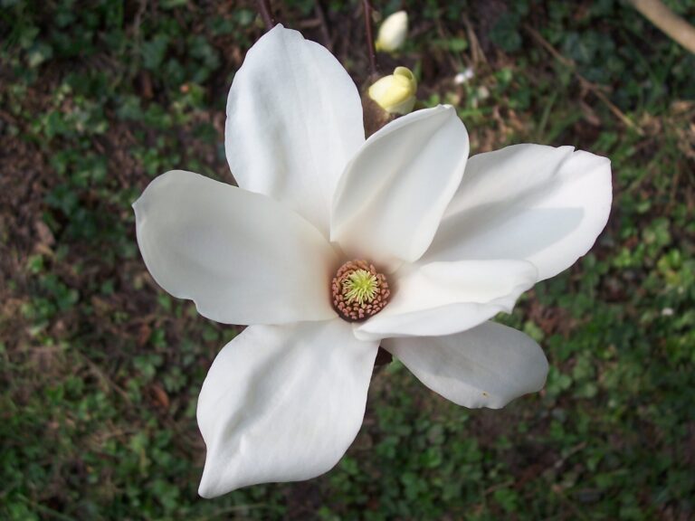 Magnolie 768x576
