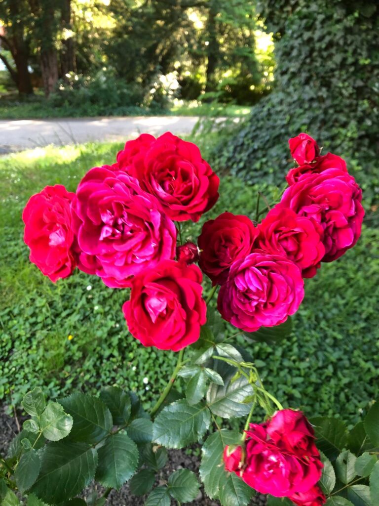 Rosen Eingang 768x1024