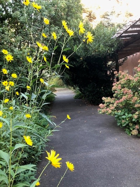 Pergola 2026